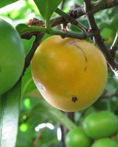 Mangostão