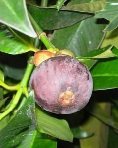 Mangostin
