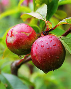 Nectarina