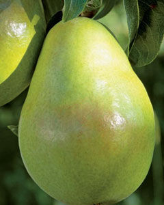Pêra D Água