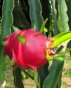 Pitaya