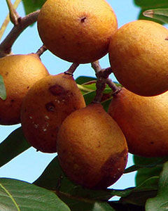Pitomba
