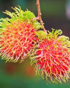 Rambutan