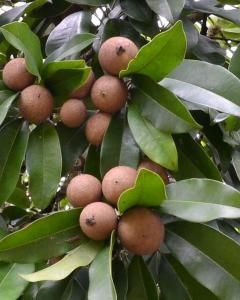 Sapota
