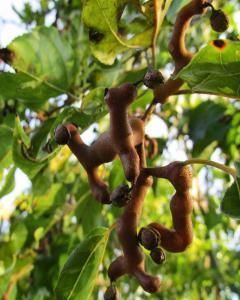 Uva Japonesa