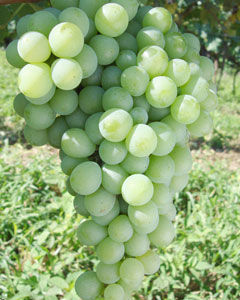 Uva Moscato