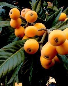 Ameixa amarela (Nêspera)