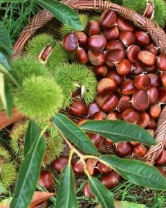Castanha portuguesa