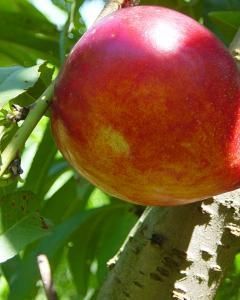 Nectarina (rubro do sol)
