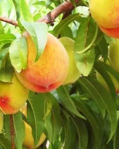Nectarina (branca)