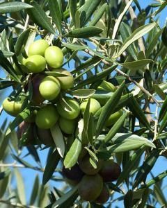 Oliveira