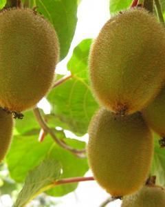 kiwi golden King