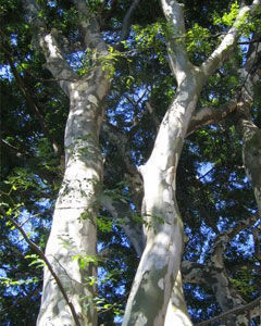 Pau Ferro