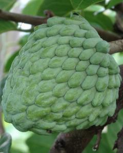 Atemoia