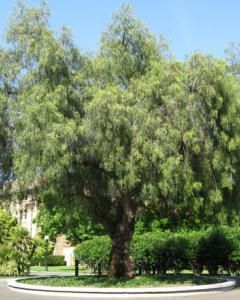 Schinus molle