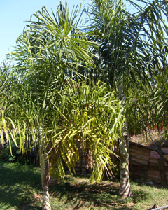 Areca de Locuba