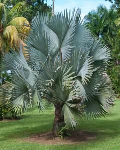 Palmeira Azul