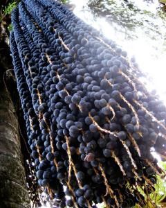 Açaí