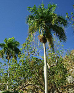 Palmeira Jerivá
