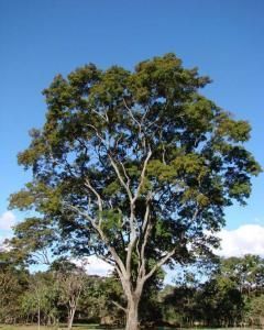 Angico