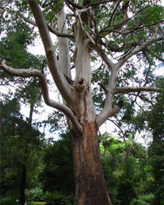 Eucalipto Saligno
