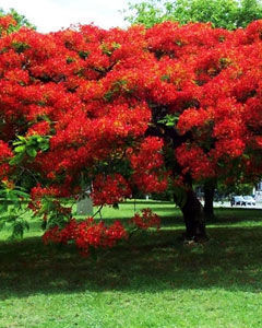 Flamboyant