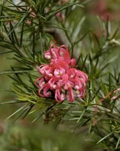 Grevílea Robusta