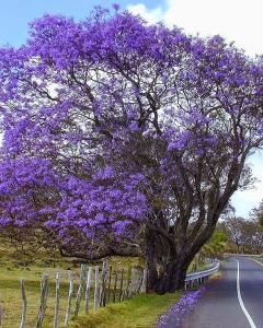 Jacarandá