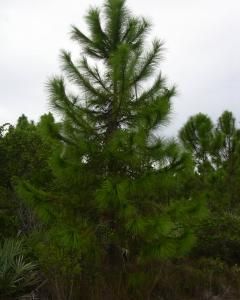 Pinus elliottii