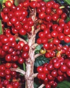 Café Catuaí