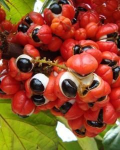 Guaraná