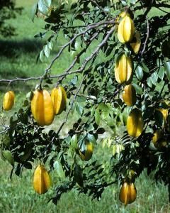 Carambola