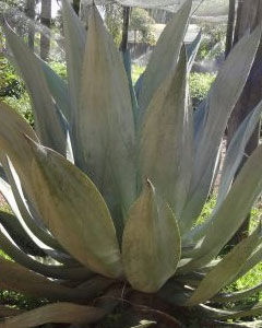 Agave Variegata