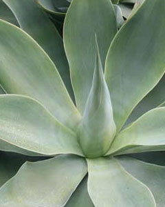 Agave Atenuata