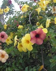 Alamanda (amarela, roxa, vermelha)