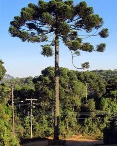 Araucária do Paraná