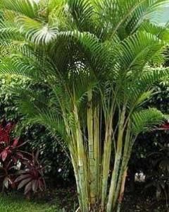 Areca Bambú