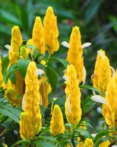 Camarão (Amarelo, Vermelho)