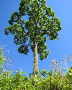 Cedro