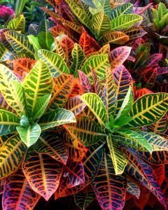 Croton Americano