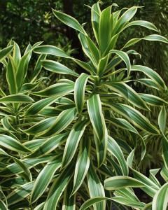 Dracena Alba