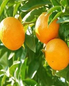 Tangerina Murcote (Muricote)