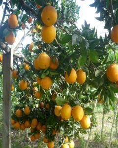 Laranja Bahia