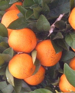 Laranja Natal
