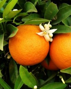 Laranja Pêra Rio