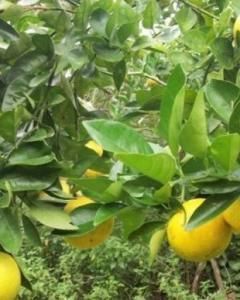 Laranja Lima