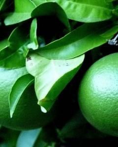 Laranja Lima Verde