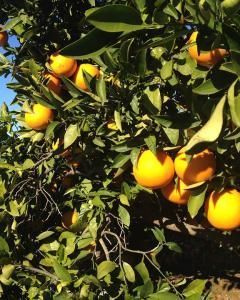 Laranja Valência