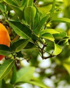 Laranja Barão