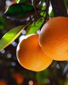 Laranja Pêra Rio
